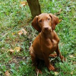 Hungarian Vizsla Pup